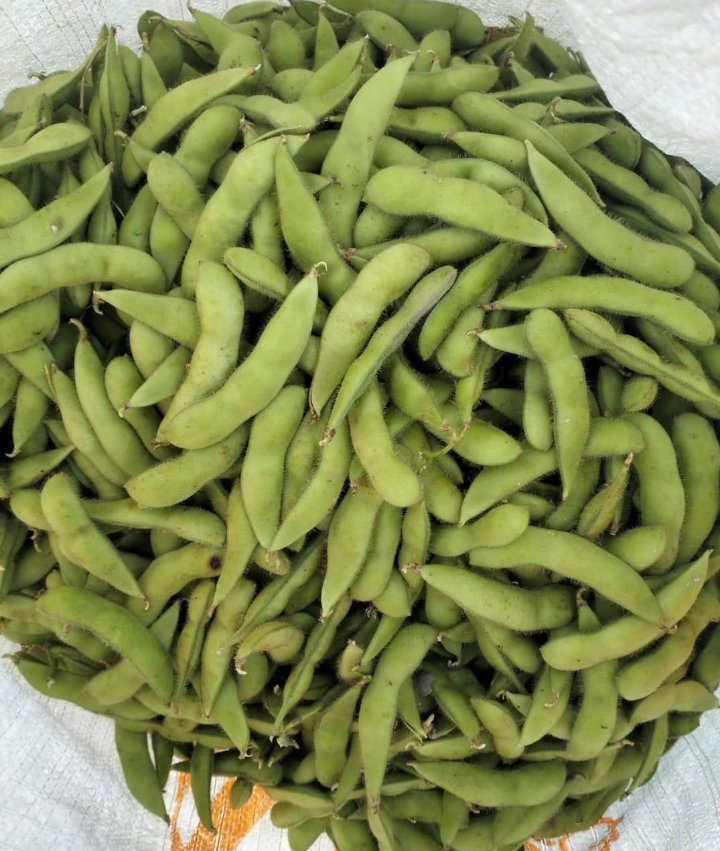 Edamame Wonosobo